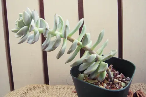 多肉植物 徒長 仕立て直し：劇的に変わる簡単テクニック